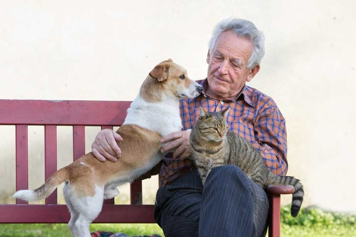 Adoption d’animaux de compagnie seniors : les joies et les défis d’accueillir un compagnon âgé