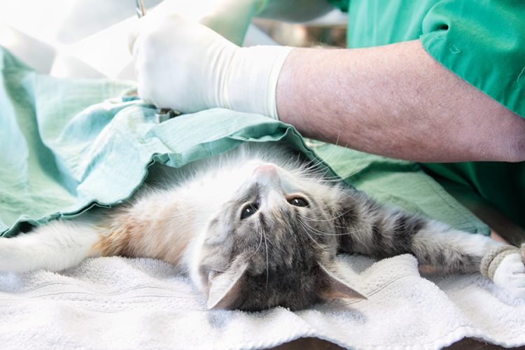 Pourquoi opter pour une clinique vétérinaire pour la stérilisation de votre chat ?